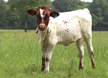 Heifer calf 2023 JustifyxRFRDeluge'sGirl
