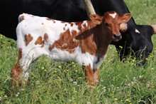 Heifer calf 2023 All In BCB x Zeus 'Midnight Sky