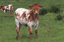 Heifer calf 2023 Judgement x Magic Ring