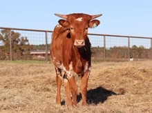 Heifer calf 2023 HelloDarlin x HappyDance