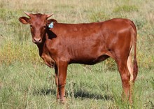 Heifer calf 2023 Black Market x Sure Fire