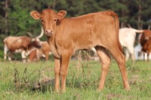 Heifer calf 2023 HelloDarlinxGambleInDiam
