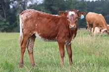 Heifer calf 2023 Black MarketC&B x All WhistleBCB