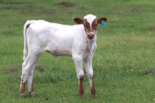 Heifer calf 2023 Hello Darlin x Kalamata