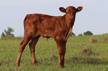 Heifer calf 2023 Black MarketxJustBonita