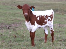 Heifer calf 2023 BlackMarket x UpTheAnte