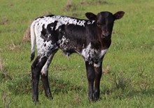 Heifer calf 2023 BlackMarketxBettheBank