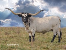 A&S Foxy Fifty-Fifty