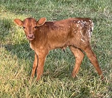 Daze 21 Heifer