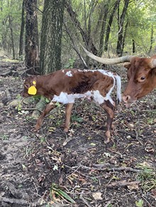 MML LITTLE TIARA STEER