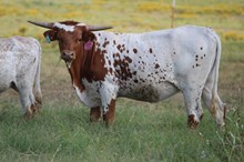 Bandita Rojo heifer