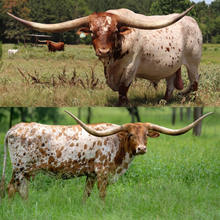 🔵🦆Justify x Jungle Cat