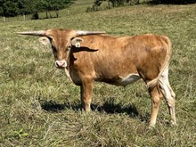 22-60 Steer