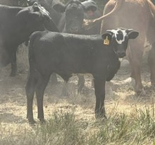 Diamond Dust 25 bull