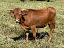 22-11 Steer