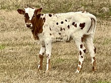 DH Last Call x Payline BCB heifer calf