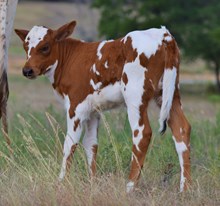 Expedite x Chocolate Top heifer