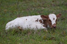 Bwana Chex x ACC Winter Bloom heifer calf