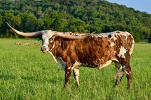 WSR Allie's Cocoa Pearl