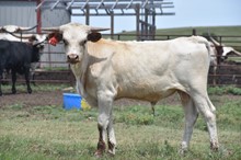 Rebel HR x Shamrock My World Tag 221