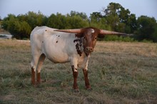 Swagger x Dunn Dueling (Male)