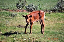 2019 RC IMAGINE BULL CALF