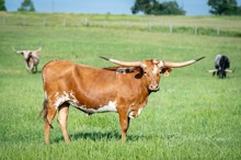 CK Texas Dolly