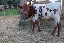 Heifer Calf 1