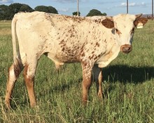 HUMMINGBIRD STEER