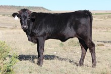 JH RURAL SAFARI SON x CROSSV CALIBRATED 2023 heife