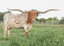 HL RIO'S LADY RANGERETTE