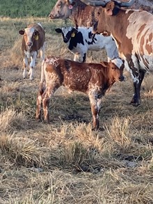 Iron Rose Heifer