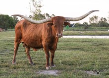 HUBBELLS RIO RIVIERA IV