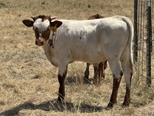 Justify/Katz Fancy Bull