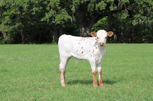 Kettle's Jazz Bull Calf