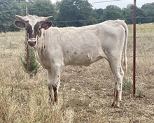 LRR Carolea