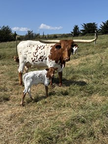 THR Ringman's Red Socks