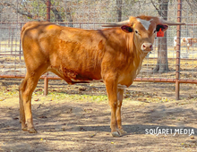 CONFETTI HEIFER
