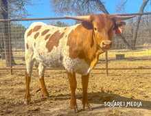 CONFETTI HEIFER 2