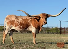 PUT A RING ON IT BCB