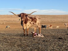 Reckon So X Honey Dew 25 Heifer