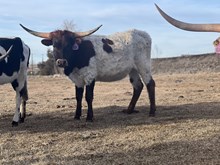 Delilah 23 Heifer