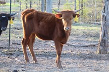 Heifer calf 2023 Black MarketxJustBonita