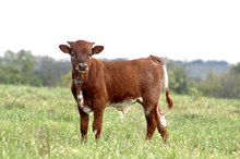 Mag’s bull calf