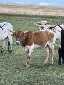 Illusion 23 Heifer