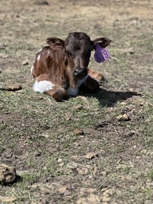 Reckon So X Top Wind 25 Heifer