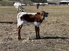 Reckon So X Another All Star 25 Bull 