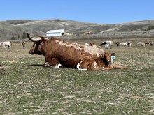 Reckon So X Illusion 25 Bull