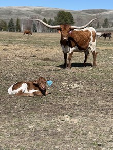 Reckon So X Twist Again 25 Bull
