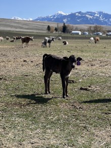 Reckon So X Overhead Opal 25 Heifer